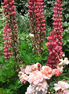 Cornelia Red Lupin