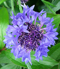 Cornflower Annual