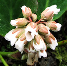 Cream Bergenia Flower