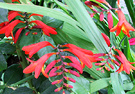 Crocosmia Lucifer