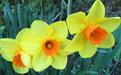 Daffodfils Three Yellow