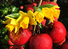 Daffodil Crab Apple