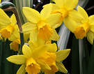 Daffodil Little Flowers