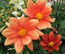 Dahlia Flower Orange