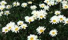 Daisies Flower White