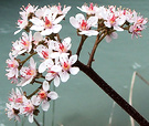 Darmera Flower Spring