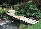 Dog Cat Bridge