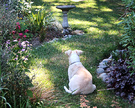 Dog Garden Birdbath