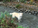 Dog Water Race