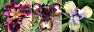Dwarf Iris Flowers