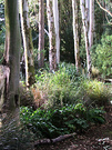 Eucalyptus Woods Path