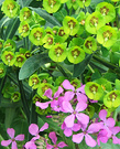 Euphorbia Flower Honesty