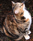 Fat Tortoiseshell Cat