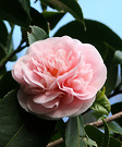 First Camellia Flower