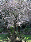 First Plum Blossom