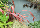 Flax Stream Nicotiana