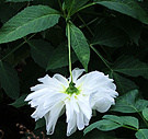 Flop Dahlia White