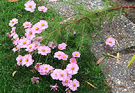 Flop Lilac Cosmos