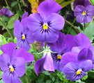 Flower Blue Pansy