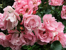 Flower Carpet Rose Pink