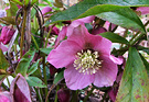 Flower Pink Hellebore