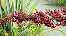 Flower Red Phormium