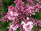 Flowering Lilac