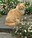 Fluffy Daisy Cat