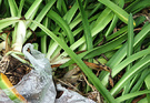 Foliage Agapanthus Bags