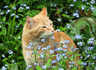 Forget Me Not Cat