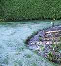 Frosty Grass Hedge