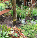 Garden Gingko Foliage