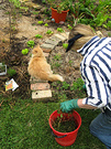 Gardener Vegetables Cat