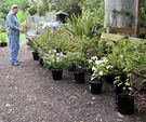 Gardener Watering Roses