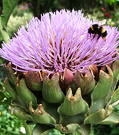 Giant Thistle Bee