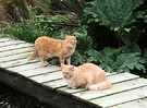 Ginger Cats Bridge