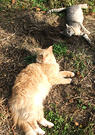 Ginger Grey Cats