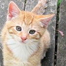 Ginger Kitten Little