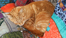 Ginger Sleepy Cat