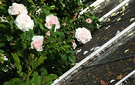 Glasshouse Roof Roses