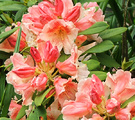 Glowing Rhododendron Flower