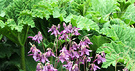 Gunnera Columbine