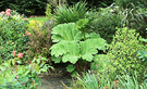 Gunnera Green Young