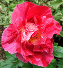 Guy Savoy Rose