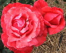 Handel Rose Climber