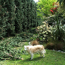 Hedge Conifer Mess