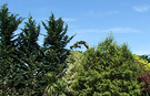Hedge Trimmer Leylands