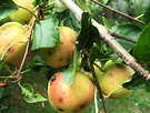 Heirloom Apple