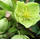Helleborus Flower