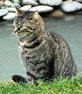 Hissy Tabby Cat